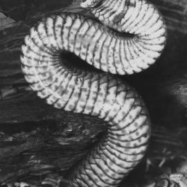 Brown snake striking at Kumbaingeri Zoo, 1970