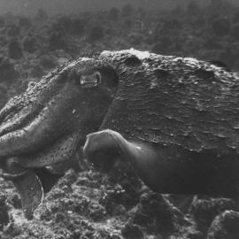 Large cuttlefish at South Solitary Island