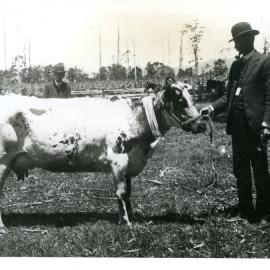 Charles Sharp and W. J. Ziems with prize-winning cattle, 1920s
