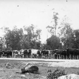 Keith Henry's bullock team on the Orara Way, c.1904 