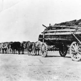 William Robinson's bullock team, c.1920