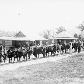 Bullock team with timber, c.1920