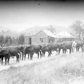 Bullock team with timber, c.1920