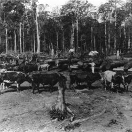 Norman “Stuppie” Mills in Coramba camp paddock at the Ulong turnoff, 1919