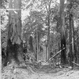 Tall timber felling, 1920