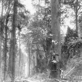 Early timber felling on the Eastern Dorrigo, 1920