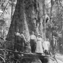 Blackbutt tree with sawyers and the England family, c. 1910