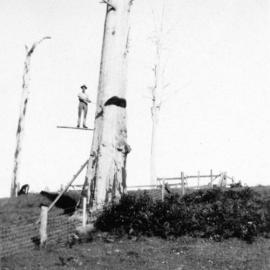 Timber cutter standing on a springboard for tree felling, 1920