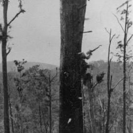 Timber cutter Godfrey Campbell standing on a partly felled tree, 1930