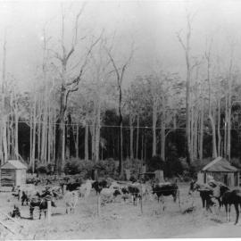 Hoschke's farm, 1908