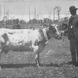 Charles Sharp with prize winning cow at the Coramba Show, c. 1920s