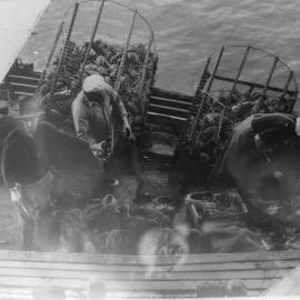 Arthur Loader's fishing trawler "Shirley" with crayfish, 25 August 1962 