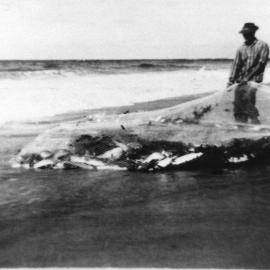 Hauling fish on Bundagen Beach, c. 1960s