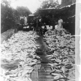 Fish drying on Macksville wharf, c. 1946