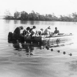 Fish netting in Nambucca River