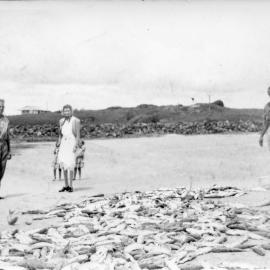 Jetty Beach and fish haul, 1945