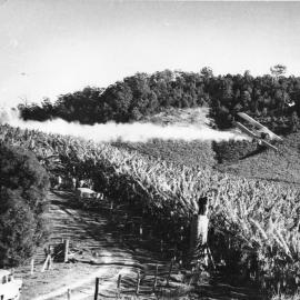 Aerial crop dusting over W. A. Robinson's banana plantation on Englands Road, 1965 
