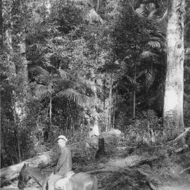 John Perring at Upper Bucca Creek, c.1915 