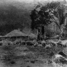 Angus McLeod's home, 1907 