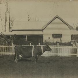 Sam Baillie's prize winning cow, 1914