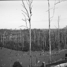 View from Nelson's Hill towards Coramba Road, 23 March 1924