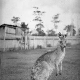 A kangaroo at Mrs. Ellem's, 14 November 1925