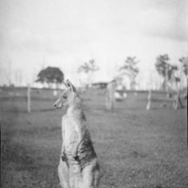 A kangaroo at Mrs. Ellem's property, 14 November 1925