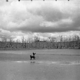 View looking west of Sunny Range, 1936
