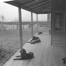 Algar's red setters at Sunny Range, 1936