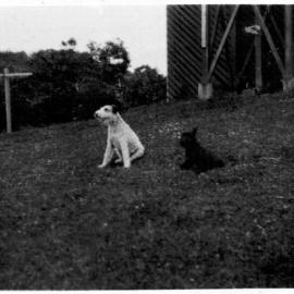 Betty Fowler's dog Kerry, mid 1930s