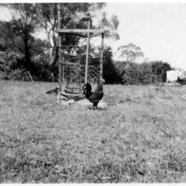 Fruit trees planted at "Lochnagar" in Rigney Street at Ebor, 1950s