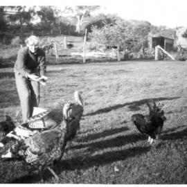 Betty Nicol feeding the neighbour's poultry, 1950s 