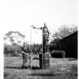 David and Betty Nicol erecting guards for fruit trees at "Lochnagar", 1950s 