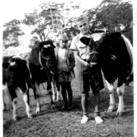 Hugh Nicol leading Mr Sharp's cow at the Agricultural Show Grand Parade, 1956