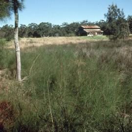The freshwater swamp replaced by the North Coast Regional Botanic Garden