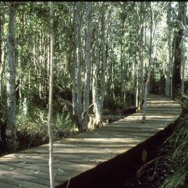 Central section of the paperbark boardwalk in the North Coast Regional Botanic Garden
