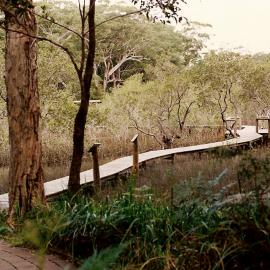 The completed Mangrove boardwalk in the North Coast Regional Botanic Garden