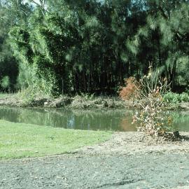 Small lake in the North America section in the North Coast Regional Botanic Garden