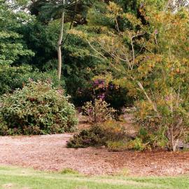 Tibouchina Walk into the South America section in the North Coast Regional Botanic Garden