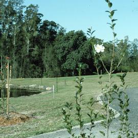 Early plantings in the Japan section of the North Coast Regional Botanic Garden, 1980s
