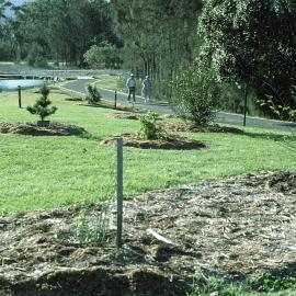 Planting on the northern side of the Japanese garden in the North Coast Regional Botanic Garden