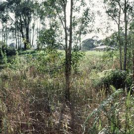 Planned site for the rainforest section in the North Coast Regional Botanic Garden