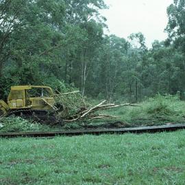 Clearing coral trees to plant rainforest in the North Coast Regional Botanic Garden