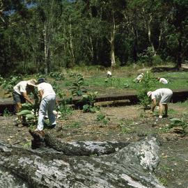 Planting out the rainforest in the North Coast Regional Botanic Garden, 1980s