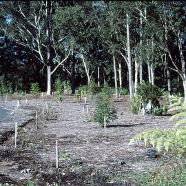 Planting completed in dry rainforest at the North Coast Regional Botanic Garden