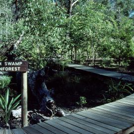 Early days of the Palm Swamp Rainforest at the North Coast Regional Botanic Garden