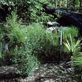 Early days of the Palm Swamp Rainforest at the North Coast Regional Botanic Garden