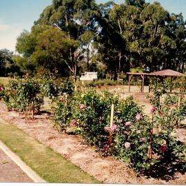 Early rose plantings in the sensory garden at the Regional Botanic Garden