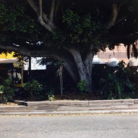 Fig trees on First Avenue in front of the Sawtell Cinema, 1990