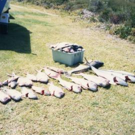 Large catch of snapper caught by Jim Worland at Minnie Water, 1973